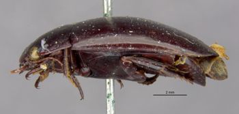 Media type: image;   Entomology 23967 Aspect: habitus lateral view